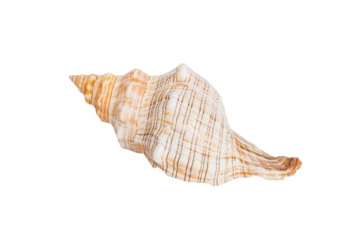 Preview: Sea shell isolated on white background. Close up seashell top view
