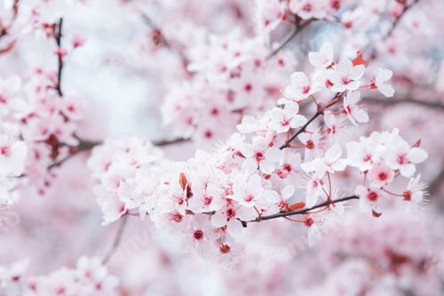 Preview: Branches of blossoming almond macro with soft focus background. Easter and spring greeting cards.