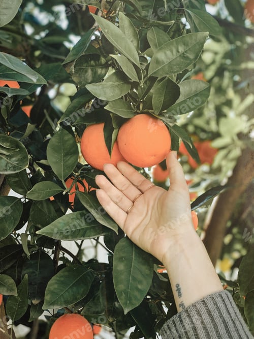 Preview: Woman picking fresh oranges from her tree