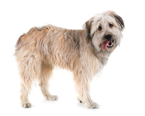 Preview: Pyrenean Shepherd in studio