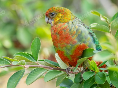 Preview: Portrait of a Female Western Rosella