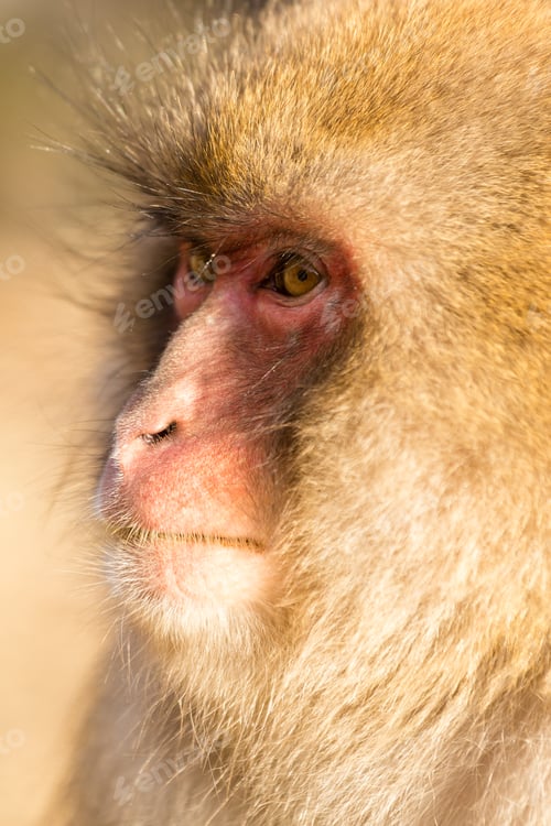 Preview: Monkey