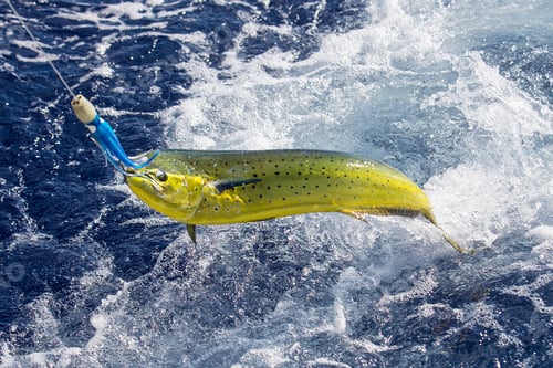 Preview: Fresh Mahi Mahi being caught in ocean