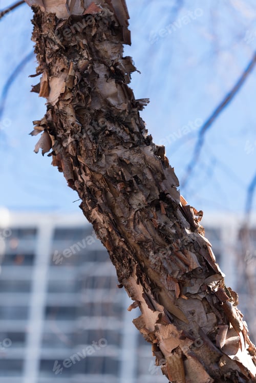 Preview: Old Dry Winter Bark On A Brown Tree