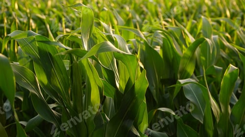 Preview: Green field of ripening corn, agricultural landscape. Young corn plants. Corn plantations at sunset