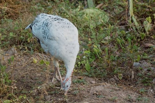 Preview: A turkey, with its beak and feathers, roams the grassy prairie among diverse plants
