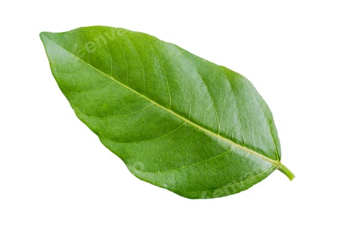 Preview: Isolated green leaf on white background