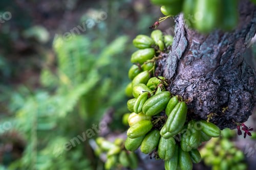 Preview: Averrhoa bilimbi, the fruit that grows on the trunk of the tree