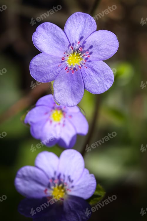Preview: Breathtaking view of round-lobed hepatica flower.