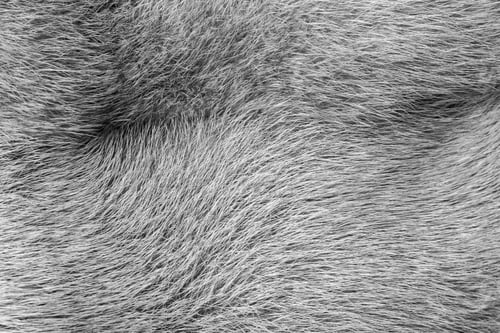 Preview: Soft And Fluffy Gray Fur For The Abstract Textured Backgrounds