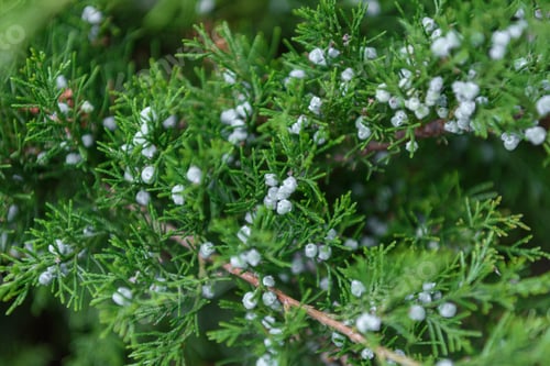 Preview: selective focus of cypress green branches with cones