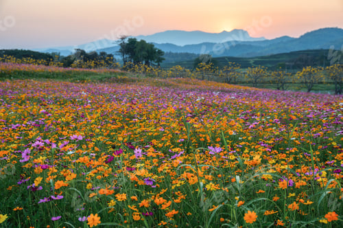 Preview: Colorful cosmos flower blooming on hill