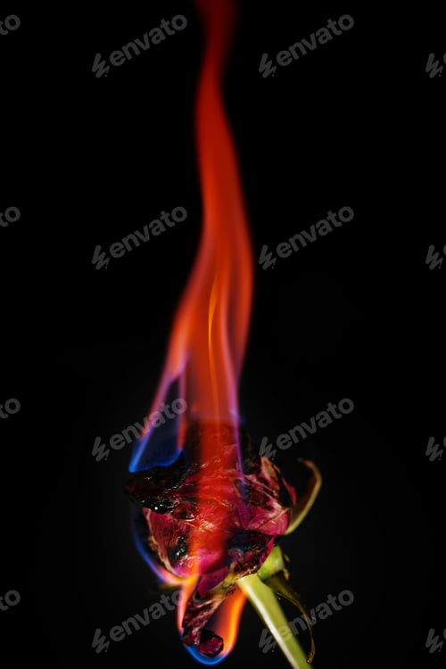 Preview: Burning Red Rose on Black Background