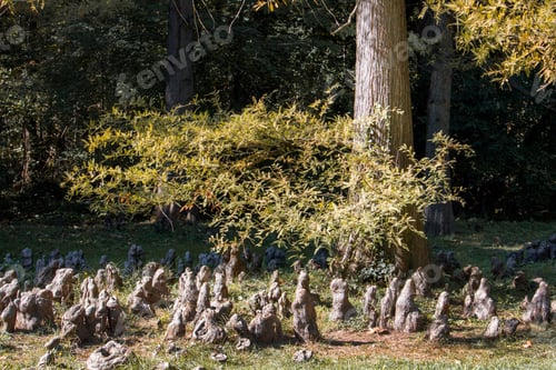 Preview: Bald cypress tree roots, magic place