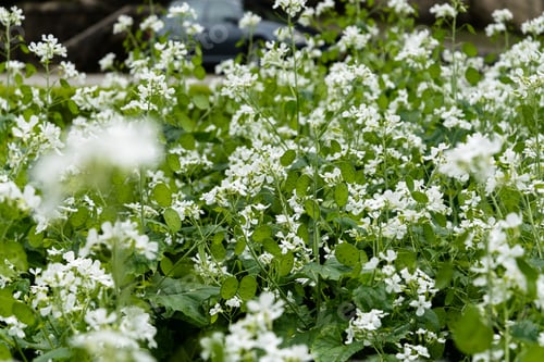 Preview: Shallow focus shot of white flowers in a green field