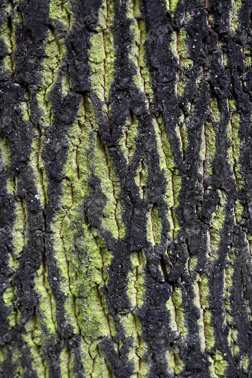 Vorschau: Textur des Baumstammes