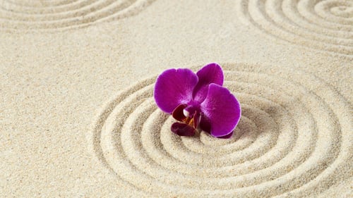 Preview: orchid, petal, colours, lovely, background