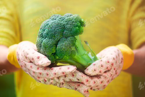 Preview: Anonymous person with big fresh broccoli in hands