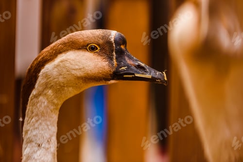 Preview: Head and long neck of geese near the fence of a farm.