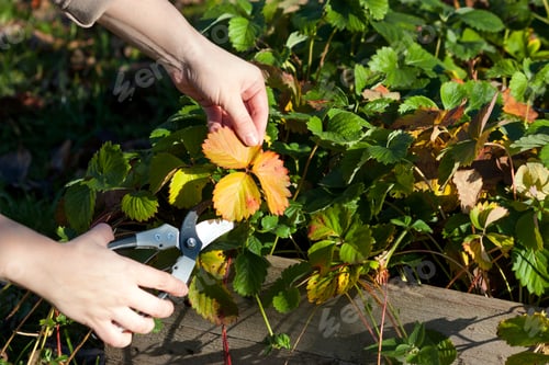 Preview: Cutting of damaged strawberry leaves for winter