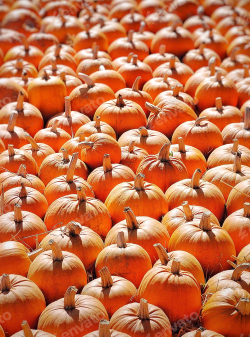 Preview: A field of pumpkins ready for purchase