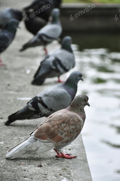 Preview: pigeons in the urban environment.