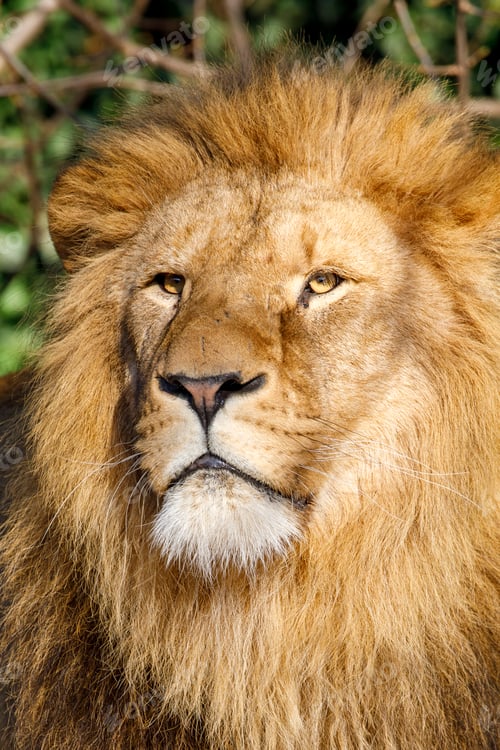 Preview: Close up portrait of a male lion (Panthera Leo)