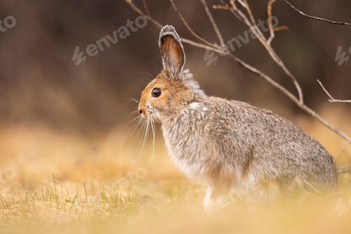 Preview: Close-up of a beautiful portrait of a Snowshoe Hare
