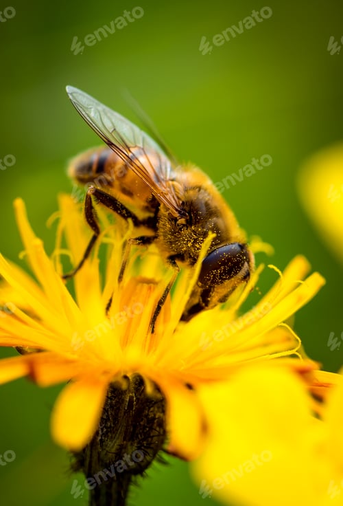 Preview: Wasp collects nectar from flower crepis alpina