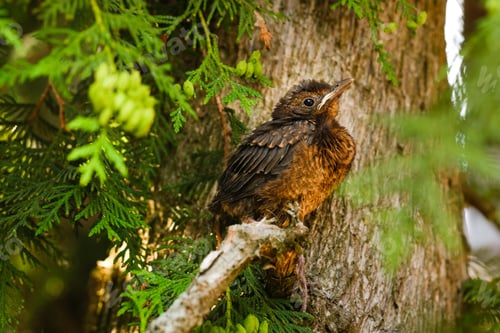 Preview: A thrush chick is sitting on a tree branch. The bird is a small blackbird sitting on the tree