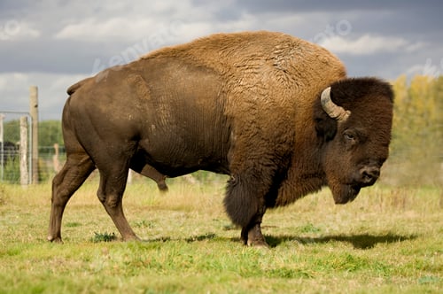 Preview: European Bison