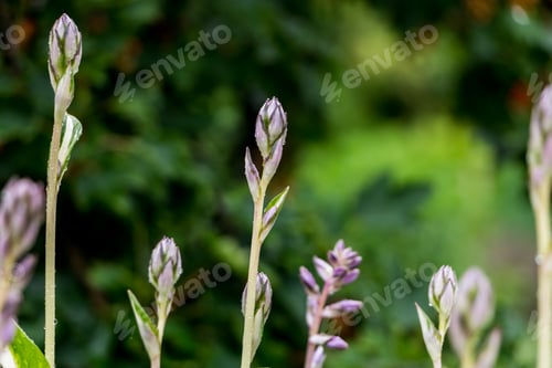 Preview: blooming hosta close up. exotic plants. natural floral background