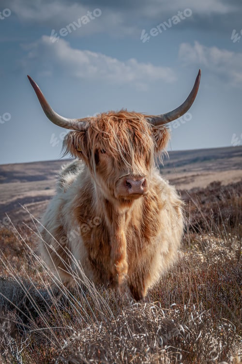 Preview: Vertical shot of a fluffy brown highland cow on a hill