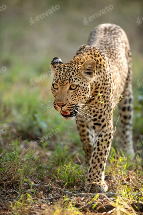 Preview: A portrait of a female leopard, Panthera pardus, golden light.