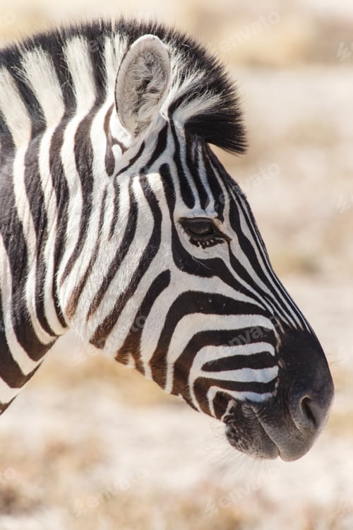 Preview: Zebra - Etosha, Namibia