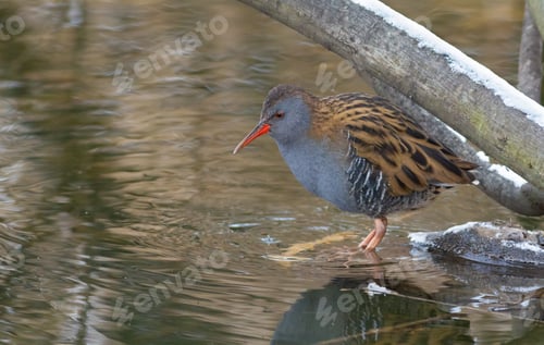 Preview: Water rail, Rallus aquaticus. A bird walks along a freezing river in search of food