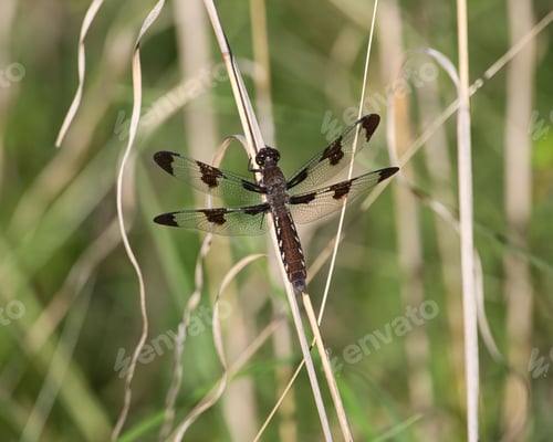 Preview: Close-up of a Female Common Whitetail Skimmer Dragonfly in Dover, Tennessee