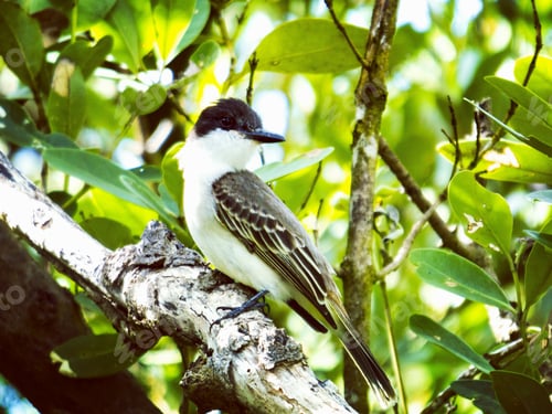 Preview: Loggerhead kingbird perched on a tree branch