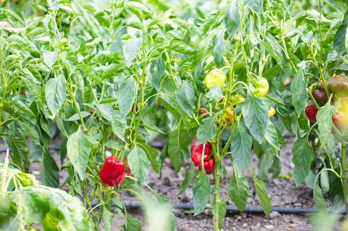 Preview: Pepper plant growing in a vegetable garden in the yard.