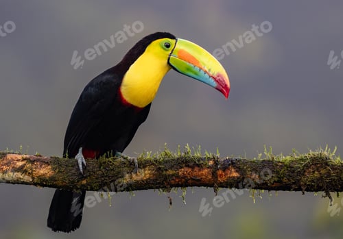 Preview: A Keel-billed Toucan in Costa Rica