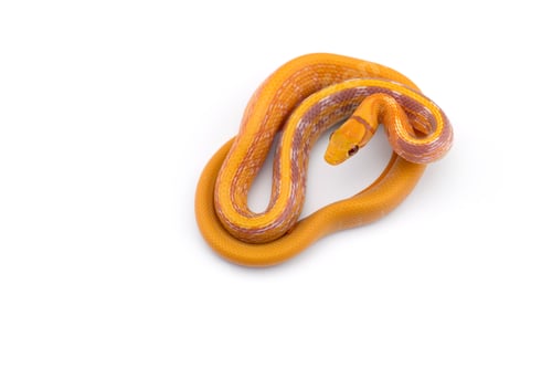 Preview: Copper-headed Trinket snake isolated on white background