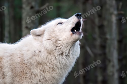 Preview: Howling Hudson Bay Wolf (Canis lupus hudsonicus)