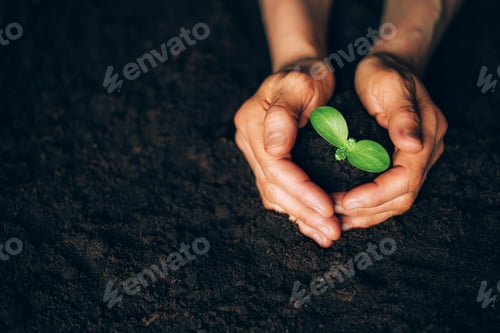 Preview: Farmer hand holding young plant. Top view. Banner. New life, eco, sustainable living, zero waste