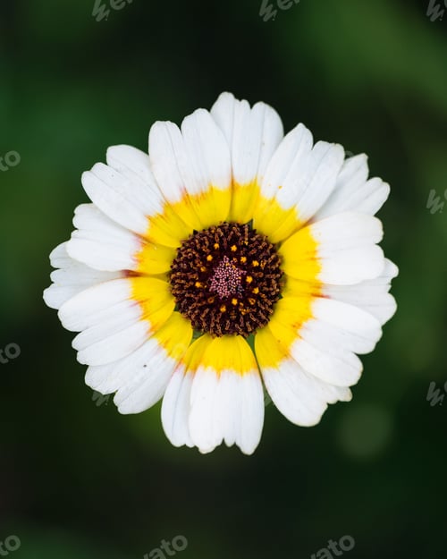 Preview: Vertical shot of an Ismelia flower with blurred background