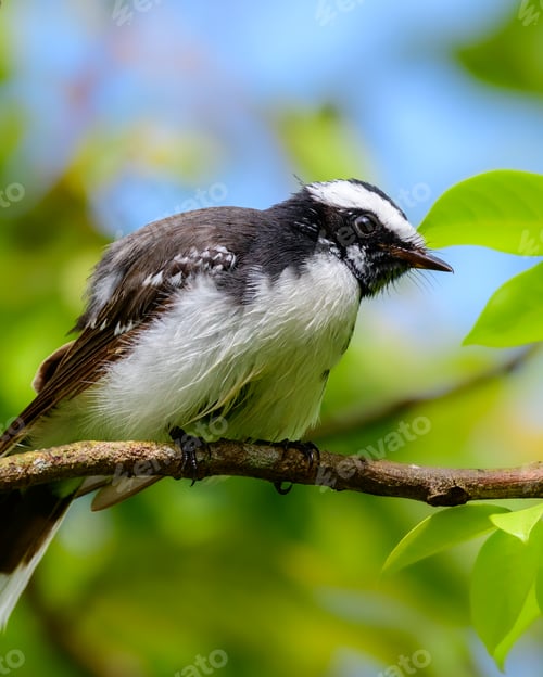 Preview: White-browed fantail (Rhipidura aureola) bird perch closeup portrait photograph.