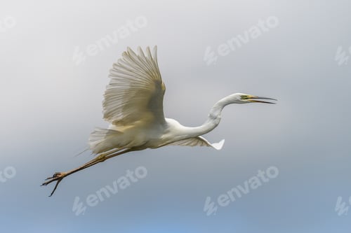 Preview: White heron, Great Egret, fly on the sky background. Water bird in the nature habitat