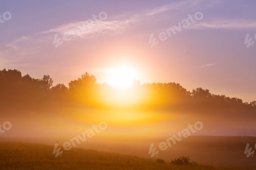 Preview: Fog on meadow