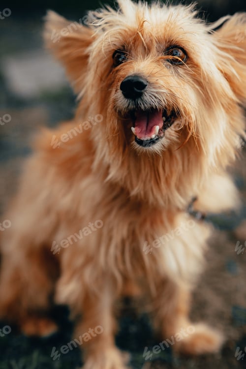 Preview: Vertical selective focus shot of a Yorkshire terrier