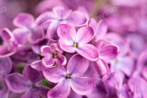 Preview: Purple lilac flowers blossom in garden, spring background