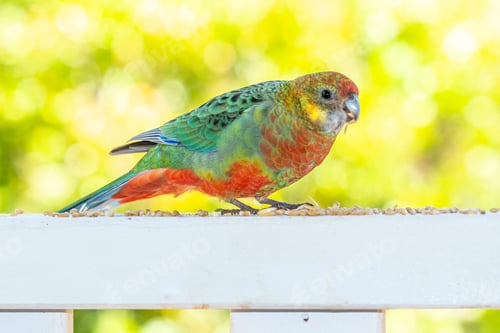 Preview: Female Western Rosella Feeding